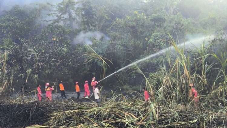 petugas Damkar memadamkan api