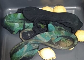 Hewan kura-kura dan iguana yang coba diselundupkan lewat Bandara Soekarno-Hatta, Tangarang (Foto: Dok. Bea Cukai)