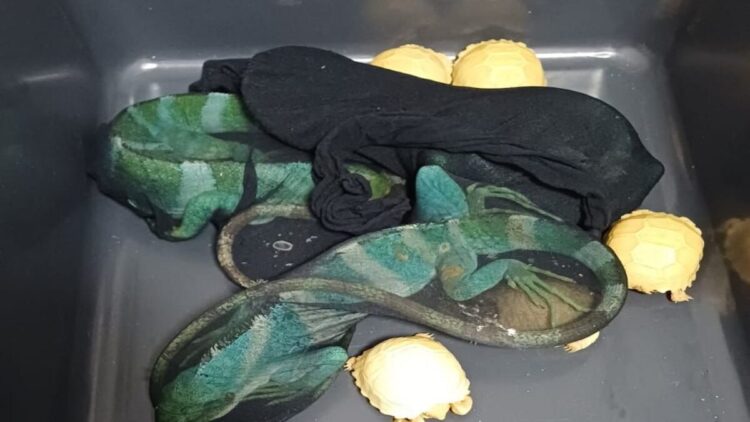 Selundupkan Hewan Eksotis, Penumpang Asal Thailand Dibekuk Bea Cukai Soetta 1 Hewan kura-kura dan iguana yang coba diselundupkan lewat Bandara Soekarno-Hatta, Tangarang (Foto: Dok. Bea Cukai)