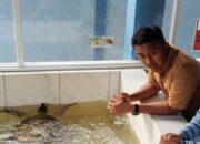 Telur Penyu Bukan Obat, Warga Sumbar Diimbau Stop Konsumsi