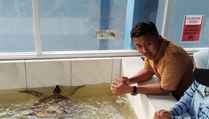 Telur Penyu Bukan Obat, Warga Sumbar Diimbau Stop Konsumsi