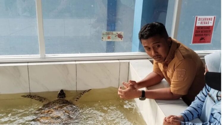 Telur Penyu Bukan Obat, Warga Sumbar Diimbau Stop Konsumsi 1 Wakil Gubernur Sumbar Vasko Ruseimy melihat penyu di Penangkaran Penyu Pariaman, Selasa. ANTARA/Aadiaat M. S.