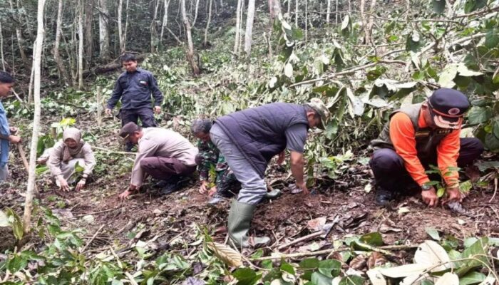 Pertanian Terpadu Digenjot, Pemkab Solok Hidupkan lagi Kopi Ulu Rimbo