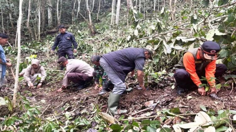 Pertanian Terpadu Digenjot, Pemkab Solok Hidupkan lagi Kopi Ulu Rimbo 1 Wakil Bupati (Wabup) Solok Candra saat mengunjungi lahan perkebunan kopi di Ulu Rimbo, Nagari Paninggahan, Kecamatan Junjung Sirih, Kabupaten Solok, Sumatera Barat. ANTARA/HO-Diskominfo Solok.
