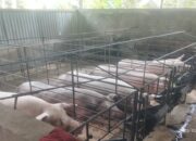 Diduga Akali Dokumen Uji Lab ASF, Ternak Non-Halal Lintasi Sumut Bikin Peternak Nias Merugi