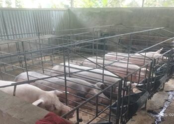 Diduga Akali Dokumen Uji Lab ASF, Ternak Non-Halal Lintasi Sumut Bikin Peternak Nias Merugi