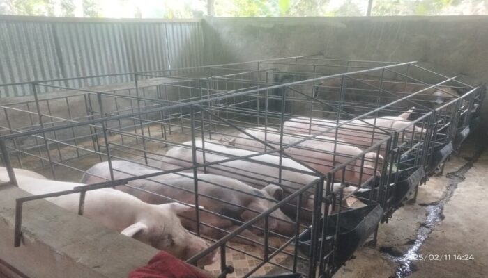 Diduga Akali Dokumen Uji Lab ASF, Ternak Non-Halal Lintasi Sumut Bikin Peternak Nias Merugi