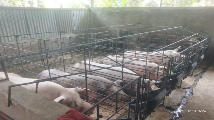 Diduga Akali Dokumen Uji Lab ASF, Ternak Non-Halal Lintasi Sumut Bikin Peternak Nias Merugi 1 Salah satu kandang peternak lokal dengan model baterai di Kepulauan Nias, Sumatera Utara. (Radarsumbar/Putra)