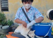 Sindikat Ternak Babi di Nias tak Terjamah, Kementan Desak Pemda Perketat Distribusi