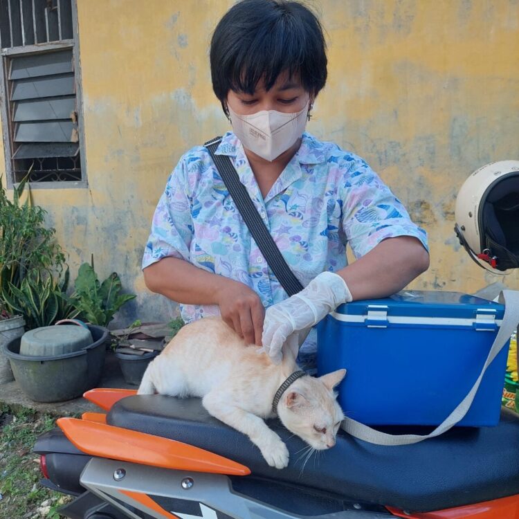 Sindikat Ternak Babi di Nias tak Terjamah, Kementan Desak Pemda Perketat Distribusi 1 Pejabat Otoritas Veteriner Kota Gunungsitoli, drh. Menia Zendrato saat lakukan vaksinasi hewan. (Radarsumbar/Ist)