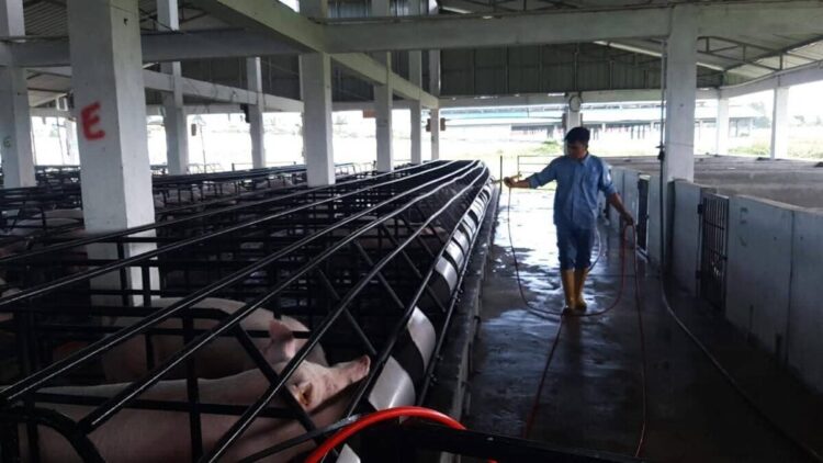 Wabah ASF Intai Babi, Surat Ini Justru Lancarkan Distribusi, Kok Bisa? 1 Sterilisasi kandang hewan. (Radarsumbar/Ditjen PKH Kementan RI).