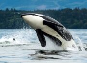 Video Pelatih Diserang Paus Orca Gegerkan Medsos, Ternyata Cuma Rekayasa AI