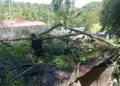 Dua Pohon Tumbang di Padang Akibatkan Kerusakan Rumah dan Gangguan Akses Jalan 4 Pembersihan material pohon tumbang di kawasan Padang Besi. (dok. BPBD Padang)