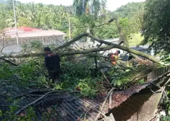 Pembersihan material pohon tumbang di kawasan Padang Besi. (dok. BPBD Padang)