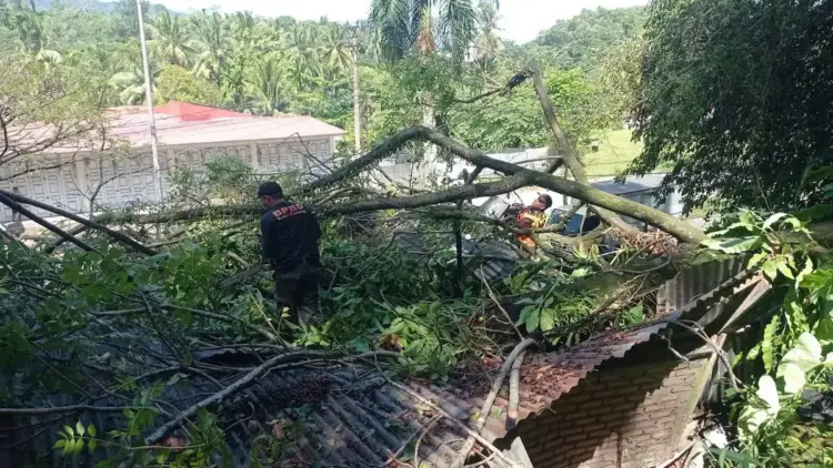 Dua Pohon Tumbang di Padang Akibatkan Kerusakan Rumah dan Gangguan Akses Jalan 1 Pembersihan material pohon tumbang di kawasan Padang Besi. (dok. BPBD Padang)