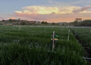 Petani Bawang Alahan Panjang Hemat Pestisida hingga 50% Berkat Electrifying Agriculture PLN