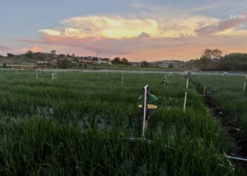 Salah satu penerapan electrifying agriculture pada ladang bawang di Alahan Panjang, Kabupaten Solok. (dok. Radarsumbar)