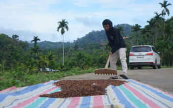 Proses pengolahan kopi di Nagari Unggan. (dok. istimewa)
