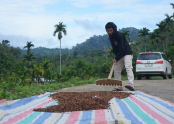 Proses pengolahan kopi di Nagari Unggan. (dok. istimewa)