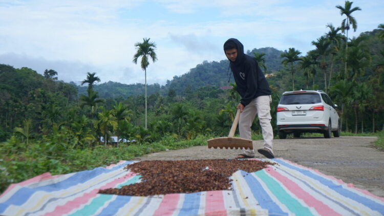 Nagari Unggan di Sumatra Barat Menuju Garda Depan Investasi Iklim Berkeadilan 1 Proses pengolahan kopi di Nagari Unggan. (dok. istimewa)