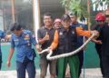 Damkar Padang tangkap ular dalam galeri di kawasan Pantai Air Manis. (dok. KSB Padang)