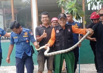Damkar Padang tangkap ular dalam galeri di kawasan Pantai Air Manis. (dok. KSB Padang)