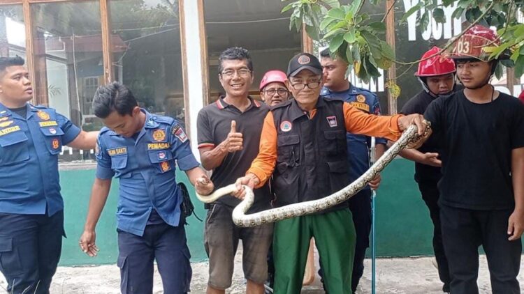 Damkar Padang Evakuasi Ular Masuk Galeri di Kawasan Pantai Air Manis 1 Damkar Padang tangkap ular dalam galeri di kawasan Pantai Air Manis. (dok. KSB Padang)