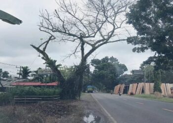 DLH Dharmasraya Duga Pohon Pelindung di Jalinsum Sengaja Dirusak