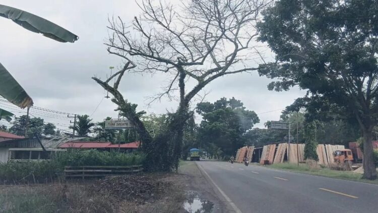 DLH Dharmasraya Duga Pohon Pelindung di Jalinsum Sengaja Dirusak 1 Salah satu pohon pelindung yang mulai lapuk di Jalan Lintas Sumatera, Kabupaten Dharmasraya, Sumbar, Selasa (9/9). ANTARA/HO-DLH Dharmasraya