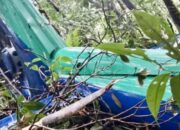 Helikopter Estindo Air Jatuh Terbakar di Hutan Mentewe, 1 Korban Tewas