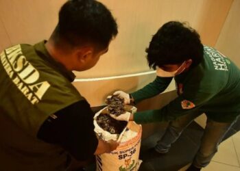 Petugas BKSDA memeriksa karung berisi puluhan kilogram sisik tenggiling di Kota Padang, Sumatera Barat. (Antara/HO-Humas BKSDA Sumbar)