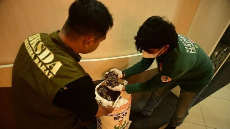 Aksi Perdagangan Puluhan Kilogram Sisik Trenggiling Digagalkan BKSDA Sumbar di Padang 1 Petugas BKSDA memeriksa karung berisi puluhan kilogram sisik tenggiling di Kota Padang, Sumatera Barat. (Antara/HO-Humas BKSDA Sumbar)