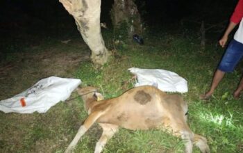 Sapi milik warga Mentawai diserang Virus Jembrana. (dok. Antara)