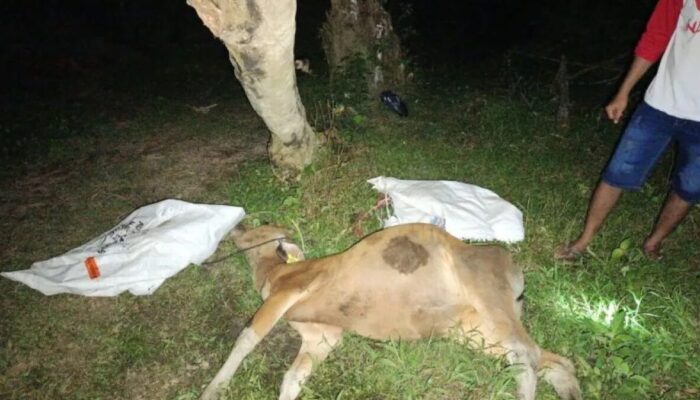 Puluhan Sapi Terjangkit Virus Jembrana di Mentawai, Sudah 47 Ekor Mati