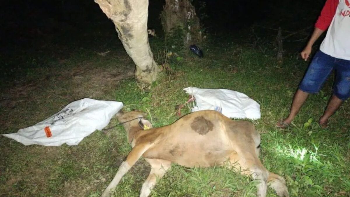 Sapi milik warga Mentawai diserang Virus Jembrana. (dok. Antara)