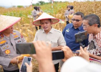 Panen Raya Jagung di Sukarami, Bupati Solok Tegaskan Dukungan untuk Swasembada Pangan