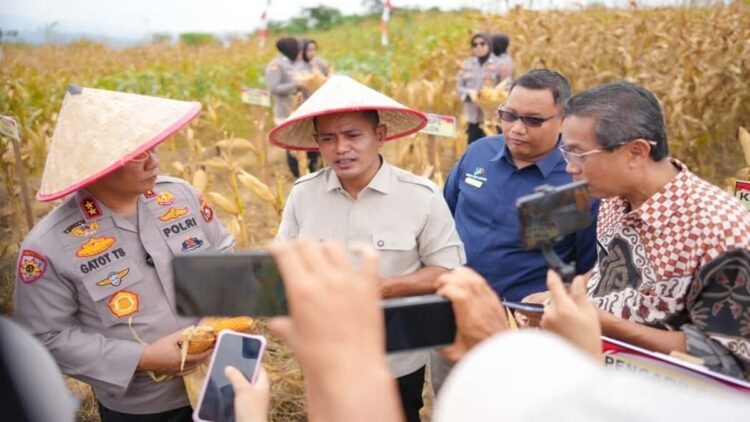 Bupati Solok Jon Firman Pandu menghadiri panen raya jagung serentak di Sukarami. (Foto: Diskominfo Kabupaten Solok)