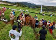 Bupati Solok Hadiri Panen Raya Bawang Merah di Alahan Panjang, Targetkan jadi Penghasil Terbesar di Indonesia