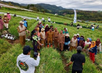 Bupati Solok Hadiri Panen Raya Bawang Merah di Alahan Panjang, Targetkan jadi Penghasil Terbesar di Indonesia