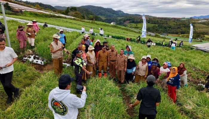 Bupati Solok Hadiri Panen Raya Bawang Merah di Alahan Panjang, Targetkan jadi Penghasil Terbesar di Indonesia