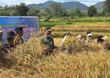 Gubernur Mahyeldi panen padi sawah pokok murah. (dok. adpsb)