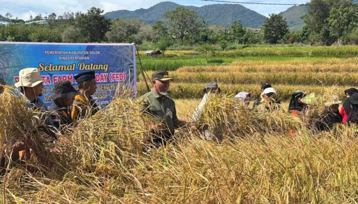 Panen Padi Bersama di Solok, Gubernur Mahyeldi Dorong Kemandirian Petani Melalui Pupuk Organik