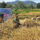 Gubernur Mahyeldi panen padi sawah pokok murah. (dok. adpsb)