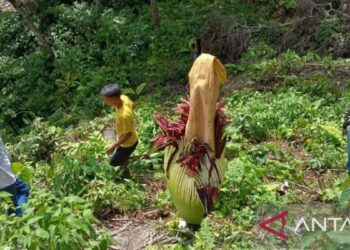 Petugas BKSDA Sumbar sedang melihat secara dekat bunga bangkai. (Dok. ANTARA/BKSDA Sumbar)