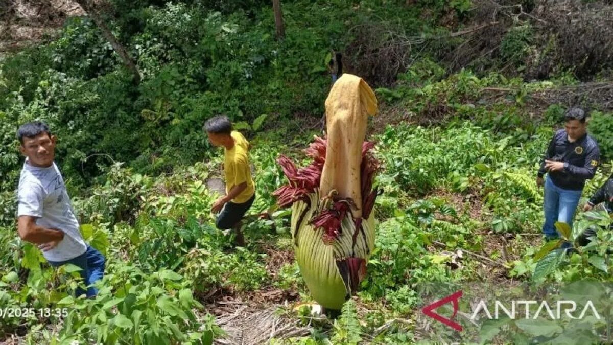 Petugas BKSDA Sumbar sedang melihat secara dekat bunga bangkai. (Dok. ANTARA/BKSDA Sumbar)