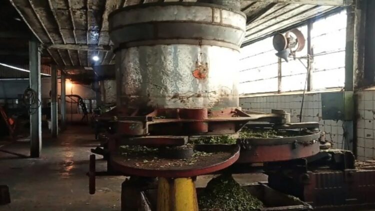 Mesin Peninggalan Belanda Masih jadi Andalan Produksi Teh Kayu Aro 1 Mesin pencacah pucuk teh sistem penggilingan orthodoks sisa peninggalan Belanda yang masih beroperasi hingga kini di pabrik teh unit usaha Kayu Aro, Kabupaten Kerinci. Sabtu (11/10/2025). ANTARA/Agus Suprayitno.