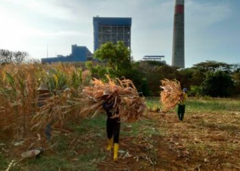 Pengolahan limbah jagung di Tuban yang dibantu PLN. (dok. istimewa)