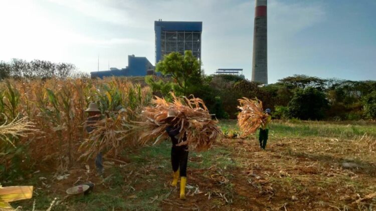 PLN Sulap Limbah Jagung Jadi Listrik di Tuban, Petani Dapat Tambahan Penghasilan 1 Pengolahan limbah jagung di Tuban yang dibantu PLN. (dok. istimewa)