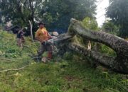 Pohon Tumbang di Padang Utara Akibat Hujan dan Angin Kencang, Timpa Kabel Listrik