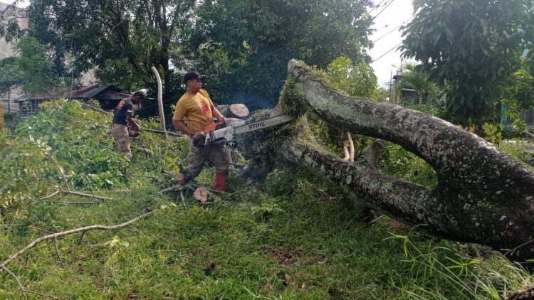 Pohon Tumbang di Padang Utara Akibat Hujan dan Angin Kencang, Timpa Kabel Listrik 1 Personel BPBD Padang sedang memotong material kayu yang menghambat jalan. (dok. istimewa)